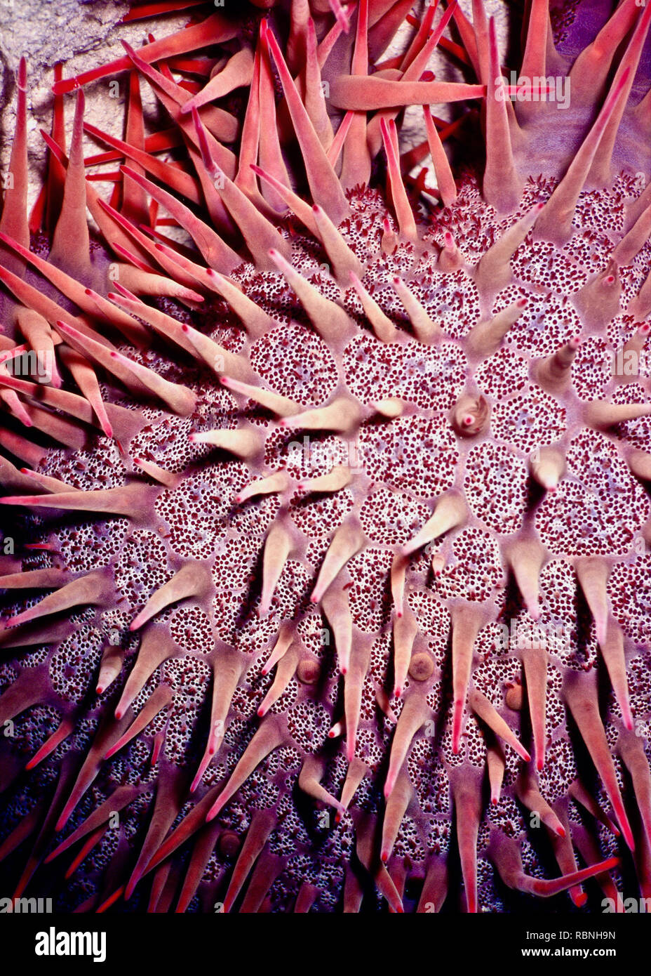 Questo ritratto di close-up di parte di una corona di spine starfish (Acanthaster planci) mostra la sua estremamente forte rosso con punta di aculei velenosi, ciascuno di circa 3 cm in lunghezza. L'animale della sorprendente aspetto ed elevata visibilità per servire come un avvertimento per i potenziali predatori che tenta di mangiare ne risulterebbe molto dolorose ferite. La specie è presente ampiamente nell'Indo-Pacifico regione, compreso il Mare Rosso dove ho preso l'immagine. Questi starfish mangiare coralli duri con voracità e, quando in alta densità, può provocare un significativo degrado reef - a volte intere sezioni di reef può essere ridotta in macerie. Foto Stock