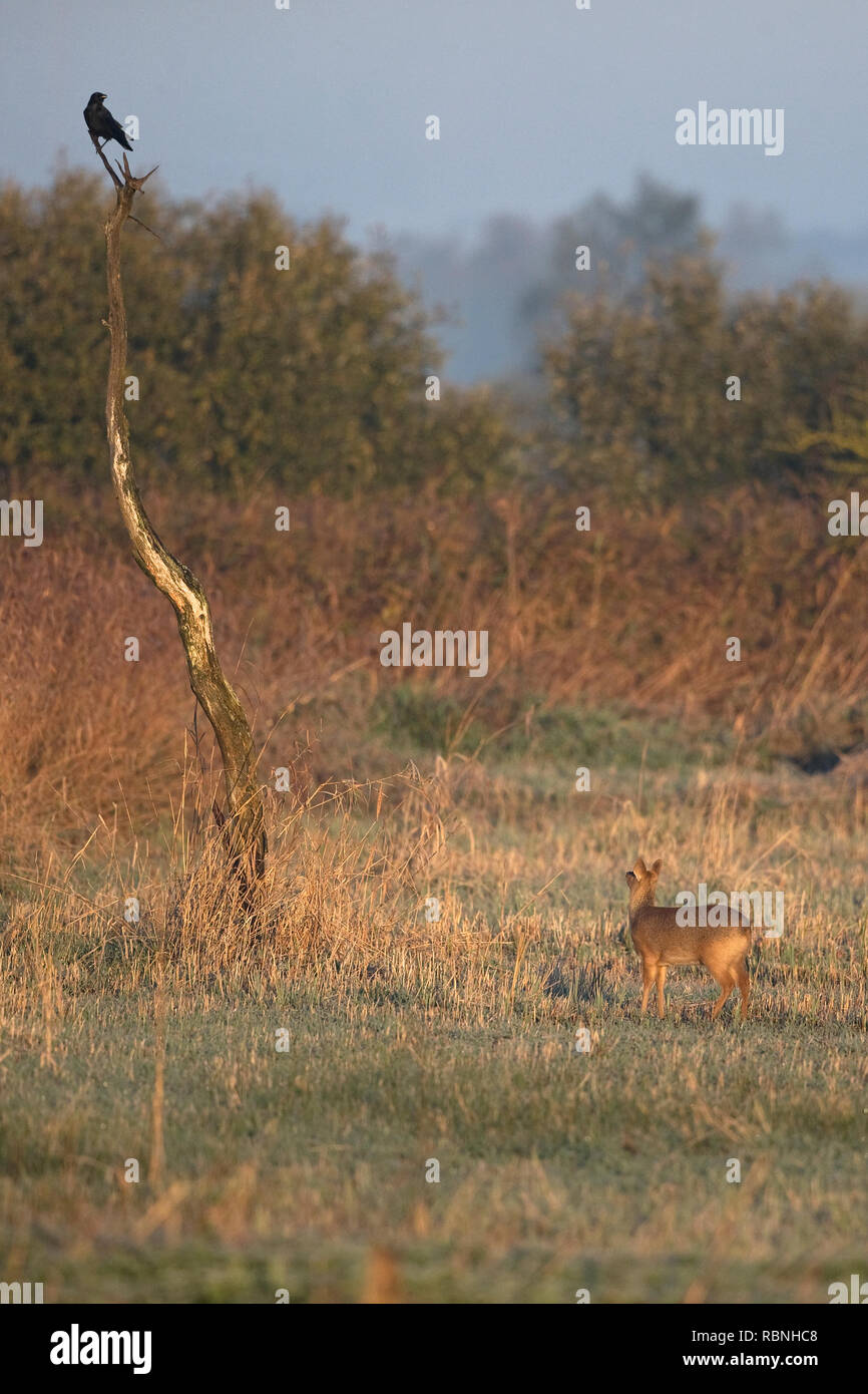 Acqua cinese Deer (Hydropotes inermis) Foto Stock