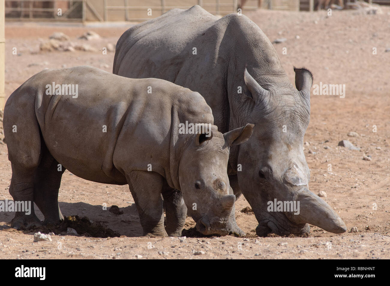 Un bambino e la madre di rinoceronte di camminare insieme nella sabbia nel deserto. (Simom rhinocerodidae) Foto Stock