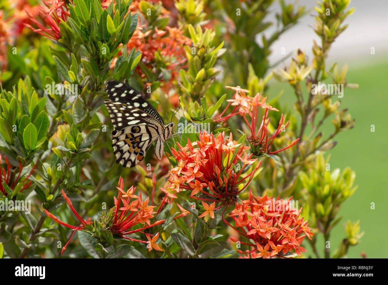Un calce/Limone farfalla o calce/a coda di rondine a scacchi su un fiore rosso (Papilio demoleus) in Muscat Oman con un cielo blu sullo sfondo. Foto Stock