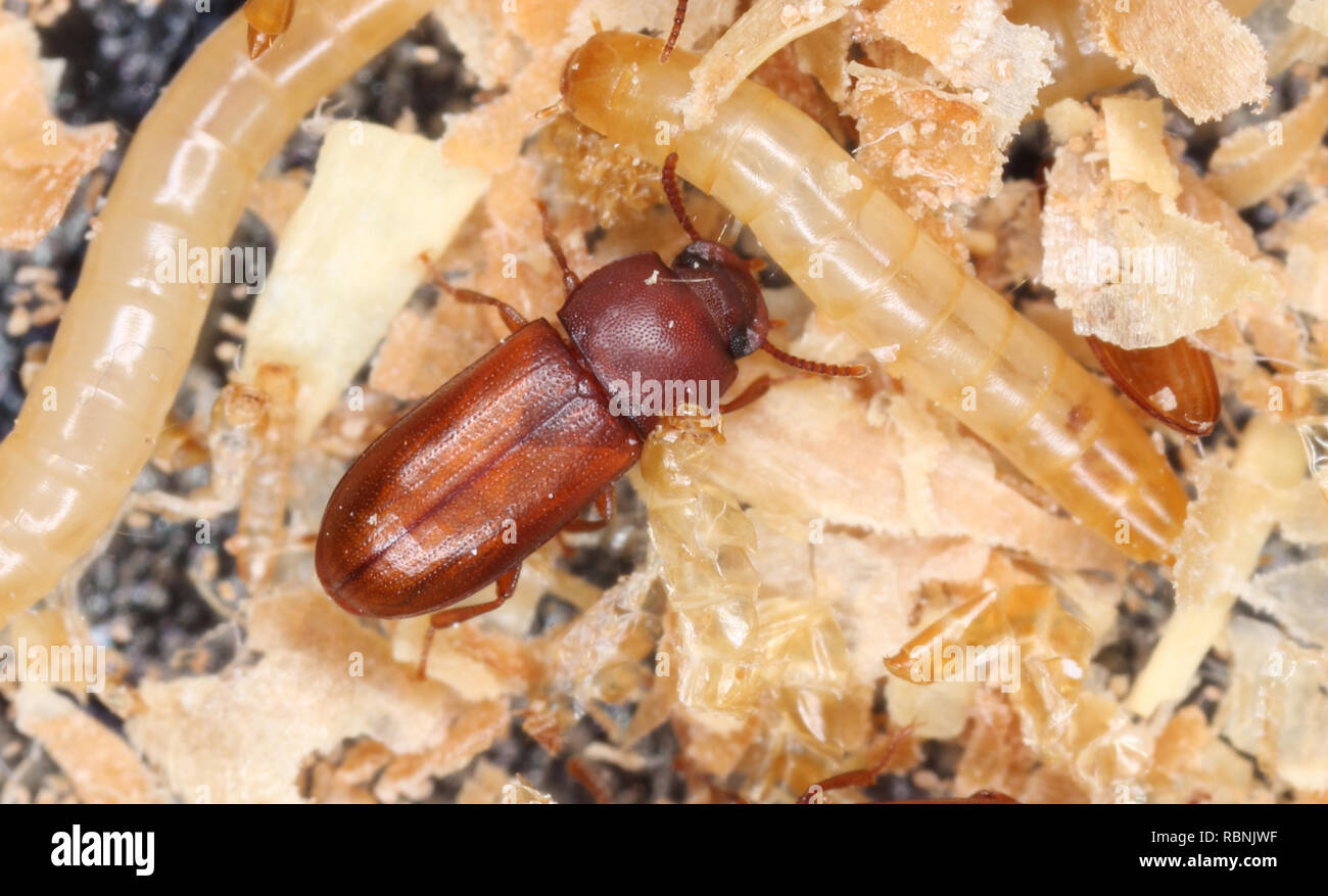 Ampia-cornuto farina beetle (Gnatocerus cornutus) è un parassita memorizzata Foto Stock