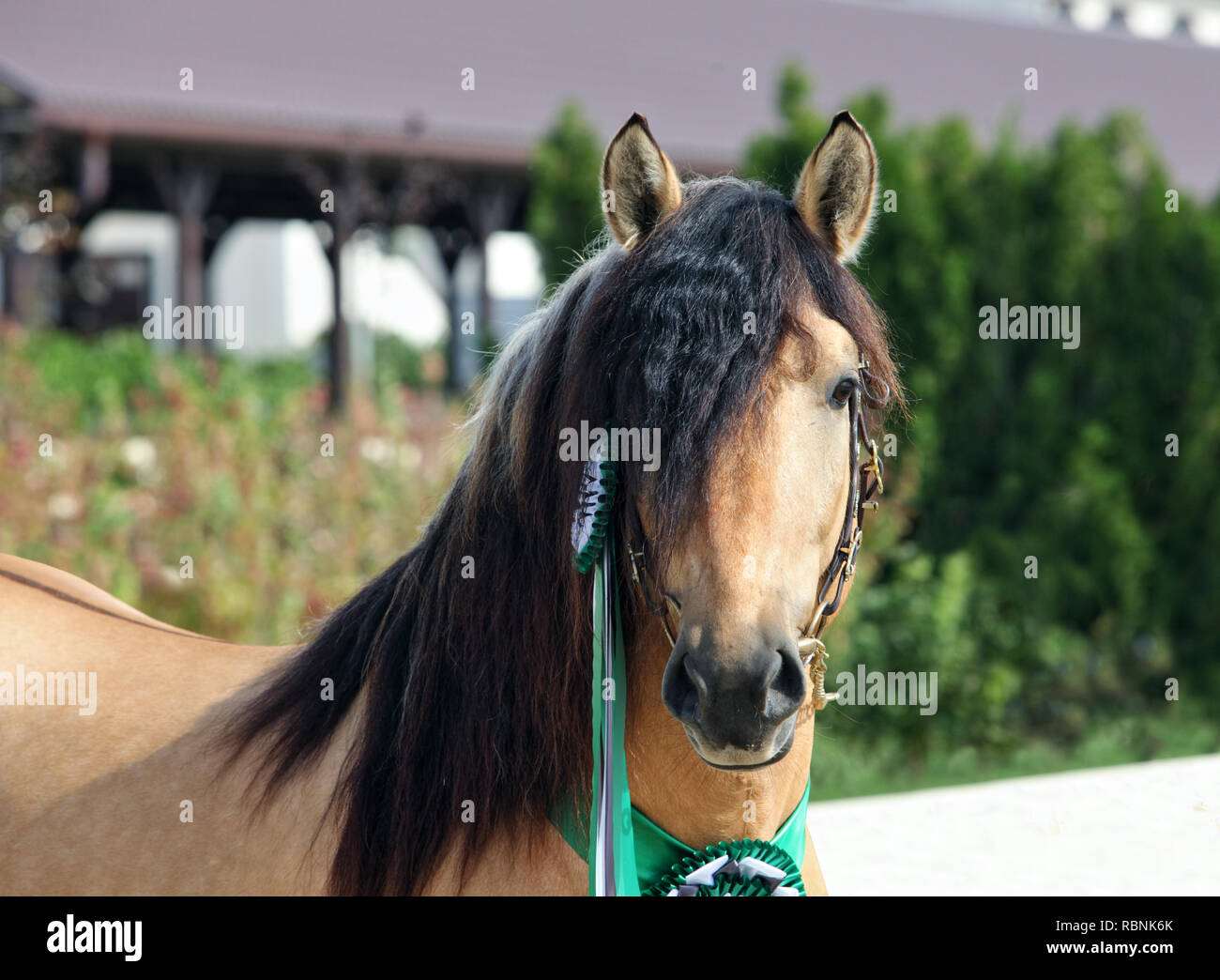 Paso Fino a cavallo ritratto vincitore nella fattoria del prigioniero Foto Stock