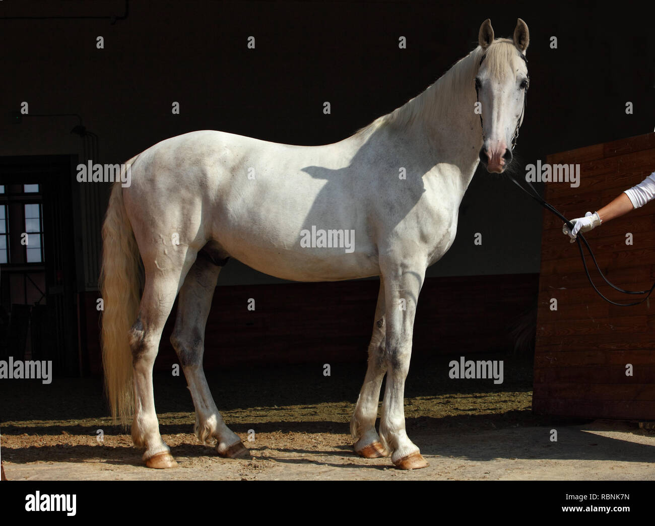 Puro Cavallo Spagnolo o PRE, ritratto contro scuro dello sfondo stabile Foto Stock