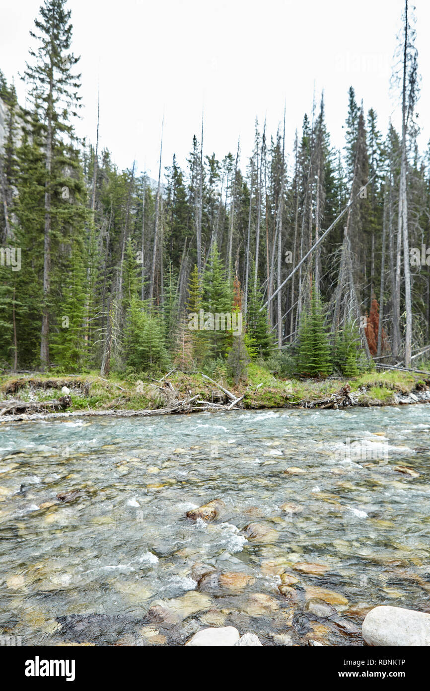 Fiume che scorre attraverso la boscosa valle tra le montagne in Alaska Foto Stock