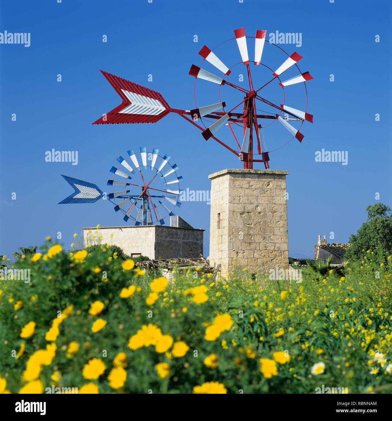 Fattoria colorata mulini a vento vicino Aeroporto di Palma de Mallorca con fiori di primavera, Can Pastilla, Maiorca (Mallorca), isole Baleari, Spagna, Europa Foto Stock