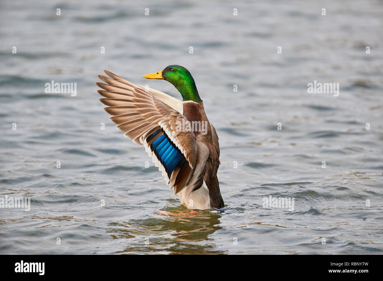 Un maschio singolo Mallard Duck (Anas Playtrhynchos) sat in posizione verticale in acqua con ali stese aprire la preparazione al decollo Foto Stock