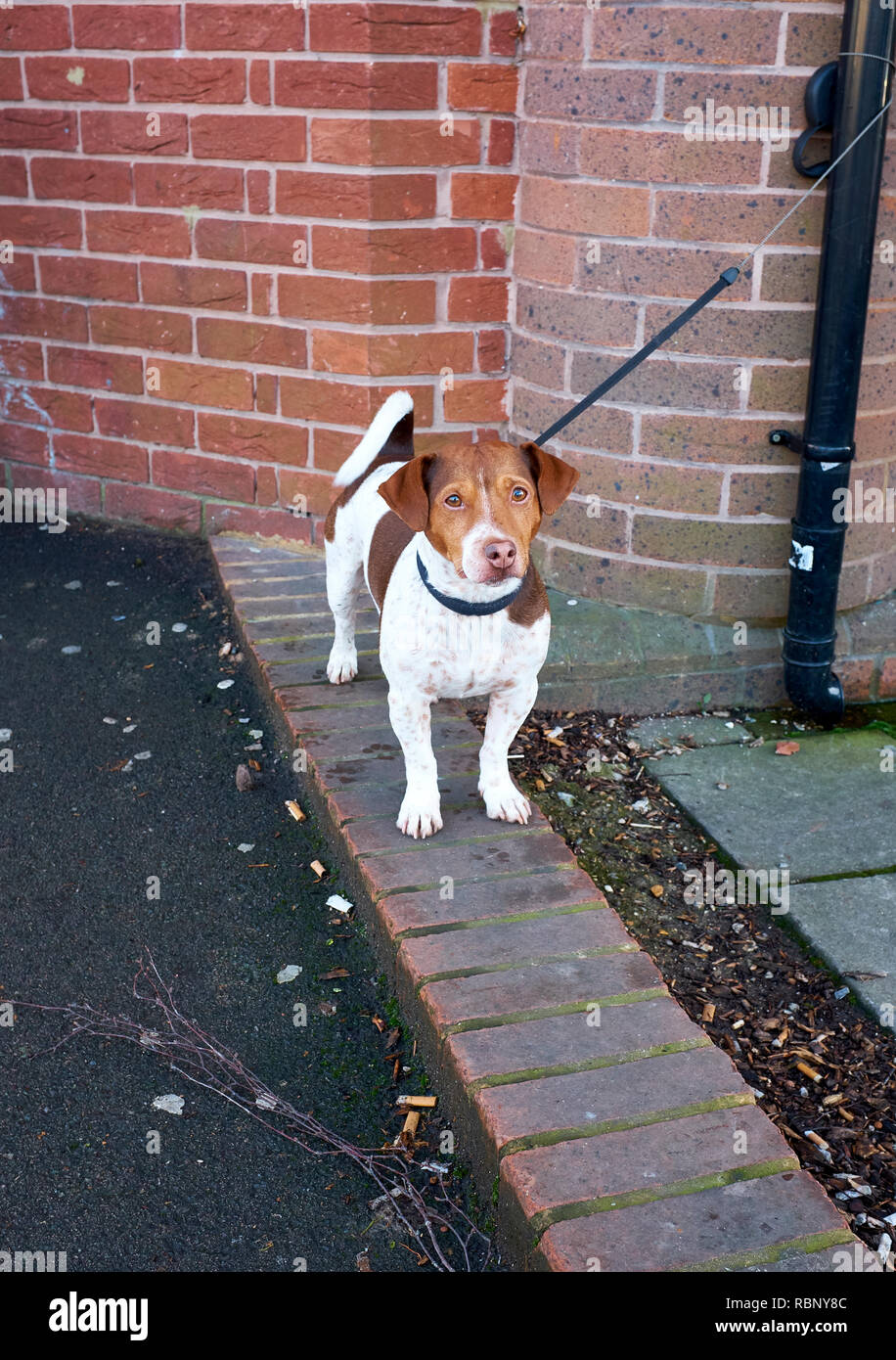 Un Jack Russell Terrier in piedi su una fila di mattoni che fanno parte di un marciapiede sul proprio con la sua leadership legata a un tubo verso il basso Foto Stock