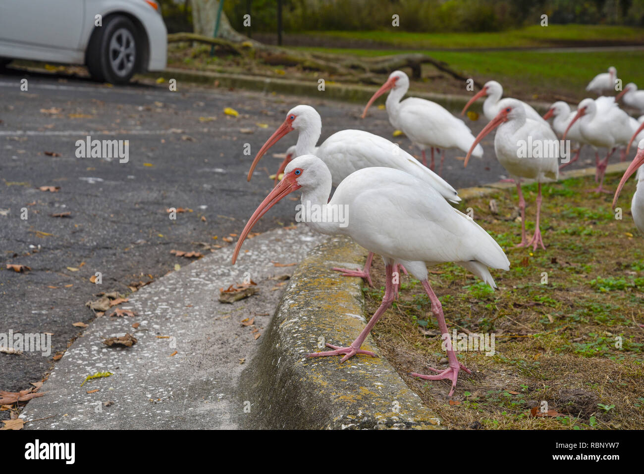 White Ibis congregano intorno a un laghetto urbano a Gainesville, Florida. Foto Stock