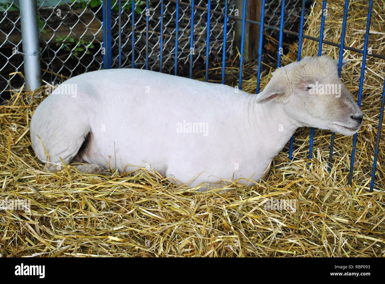 Piccolo rasata pecore bianche che stabilisce in un letto di fieno Foto Stock