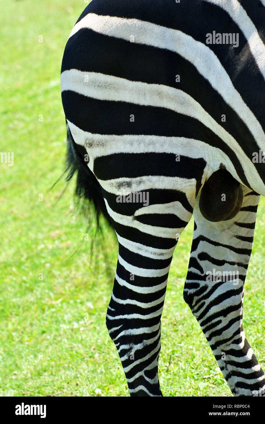 In prossimità della estremità di cerva di un selvaggio Zebra Foto Stock