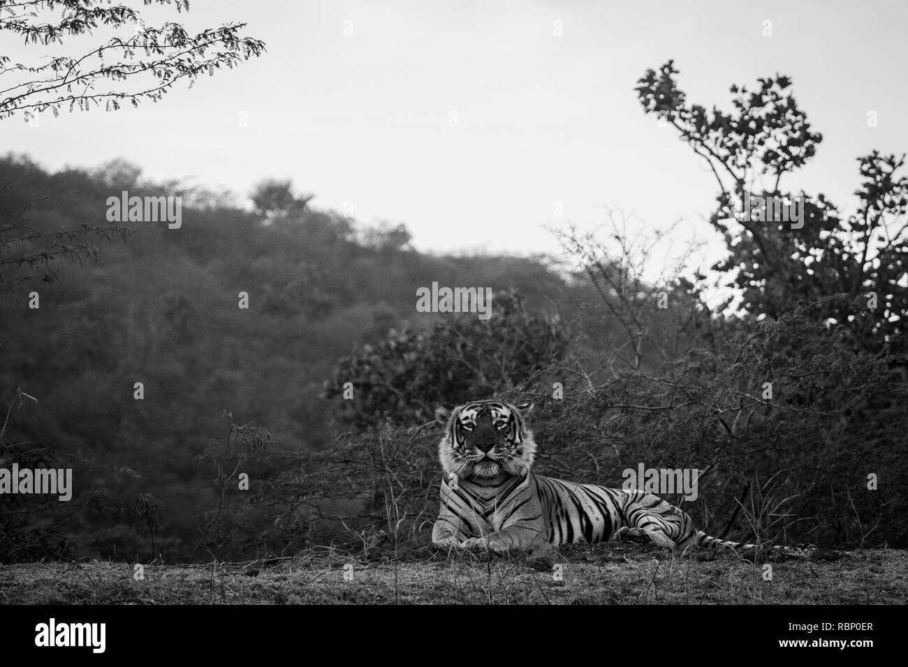 Un ritratto in bianco e nero.Tiger in appoggio in habitat natura nella stagione invernale a Ranthambore Riserva della Tigre, India Foto Stock