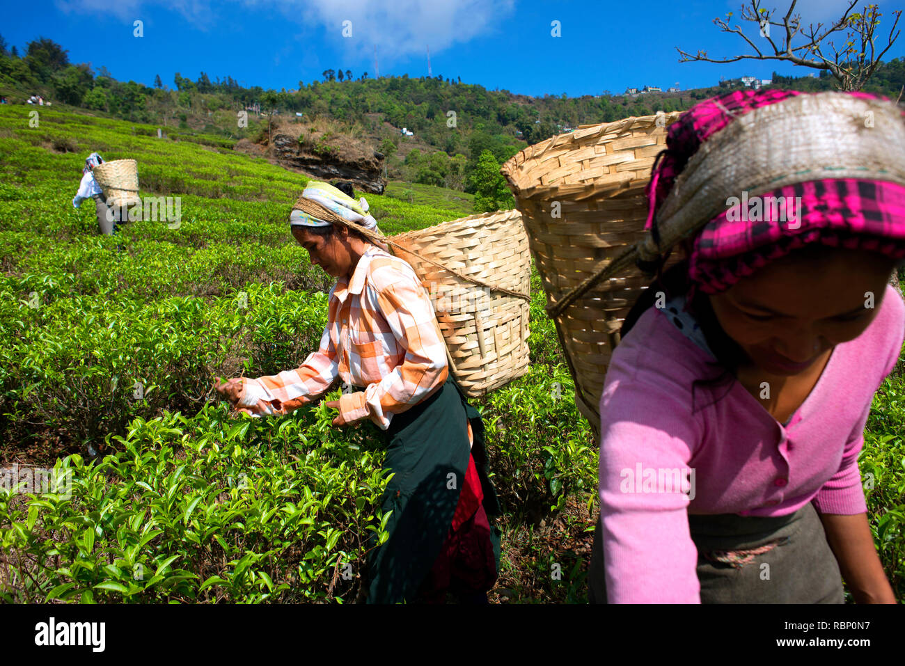 Il tè pluckers sono al lavoro in Makaibari Tea Estates. Foto Stock