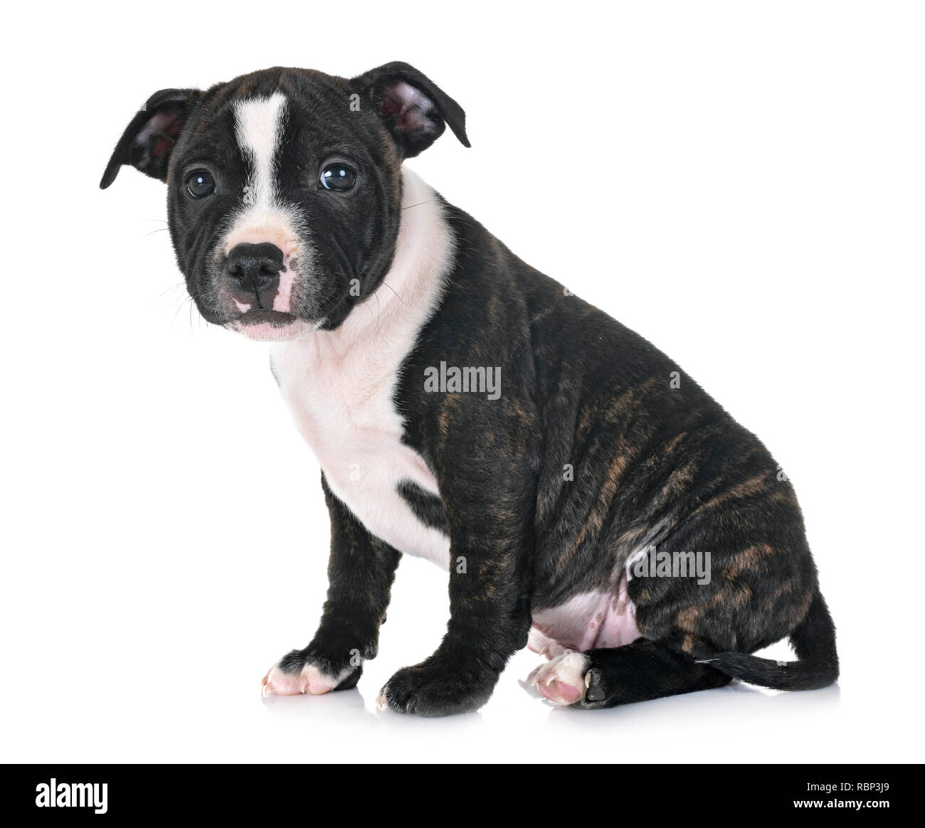 Cucciolo di staffordshire bull terrier di fronte a uno sfondo bianco Foto Stock