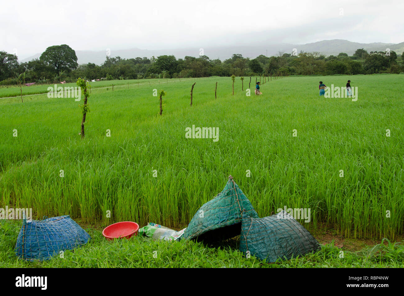 Fatte a mano la protezione dalla pioggia in verde risaia, sindhudurg, Maharashtra, India, Asia Foto Stock