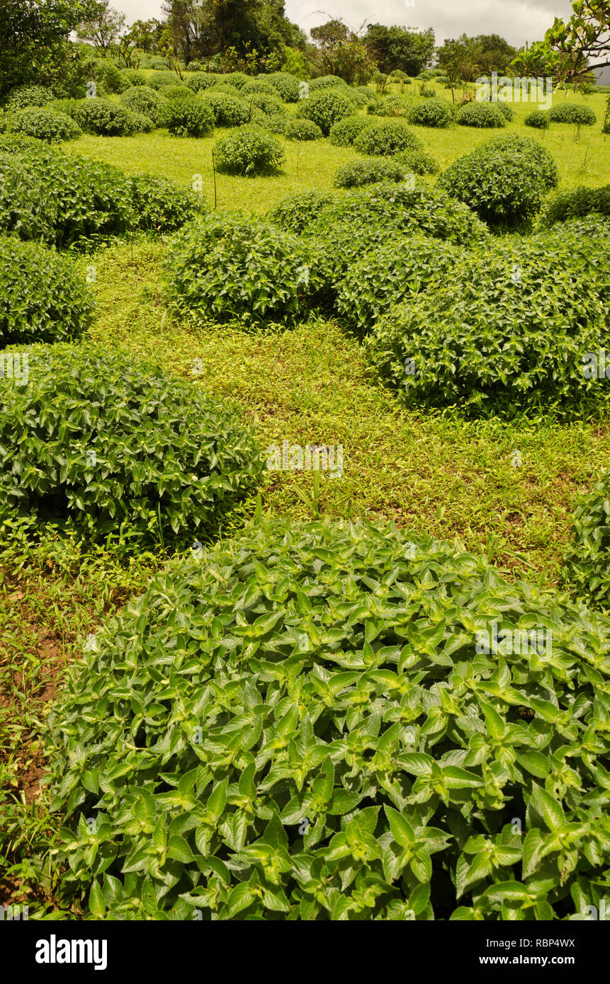 Strobilanthes callosa impianto, sindhudurg, Maharashtra, India, Asia Foto Stock