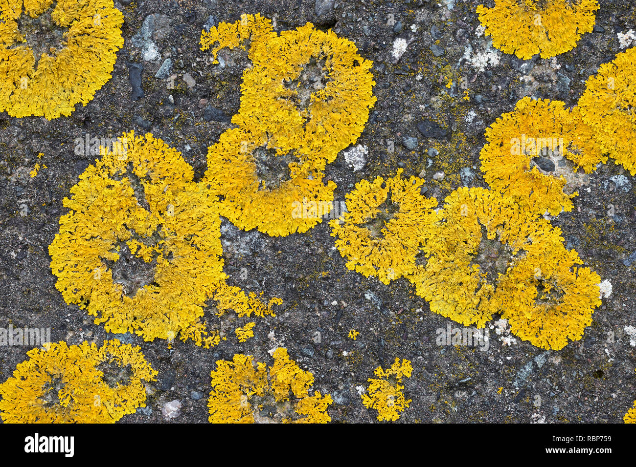 Xanthoria parietina (probabilmente) lichen. Noto anche come comune lichene arancione, giallo scala, maritime sunburst lichen e shore lichen. Trotternish, Skye Foto Stock