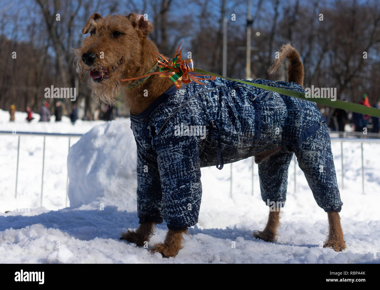 Cane di razza Fox Terrier in una tuta invernale al guinzaglio in un parco  di neve Foto stock - Alamy