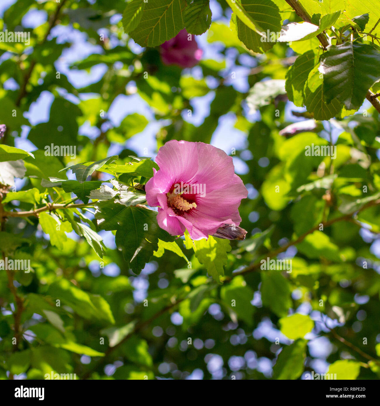 Isolato fiore rosa su un ramo di albero circondato da foglie verdi Foto Stock