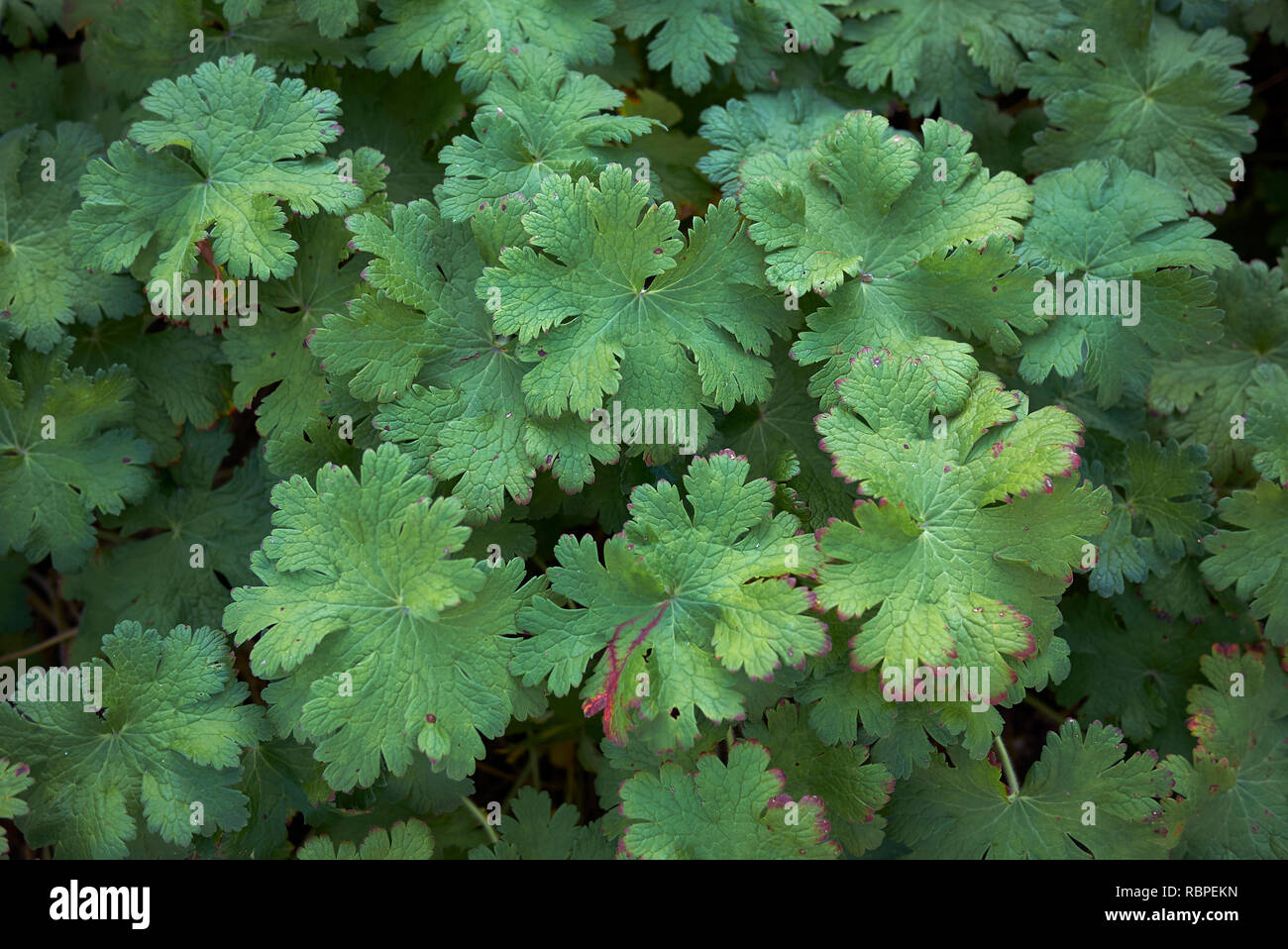 Geranium macrorrhizum fogliame in autunno Foto Stock