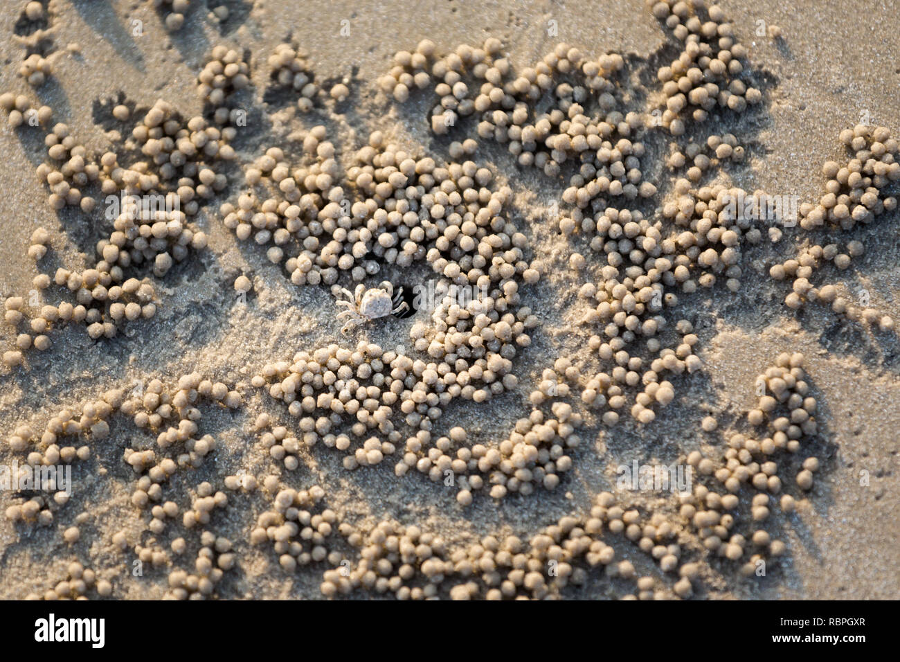 Piccoli granchi praticando un foro passante sulla soleggiata spiaggia di Pantai Cenang sulla tropicale Isola di Langkawi in Malaysia. La bellissima natura del sud est asiatico. Foto Stock