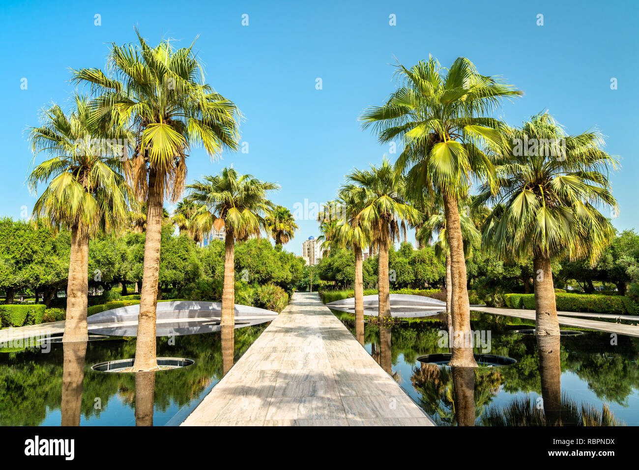 Il Palm Grove in Al Shaheed Park, Kuwait City Foto Stock