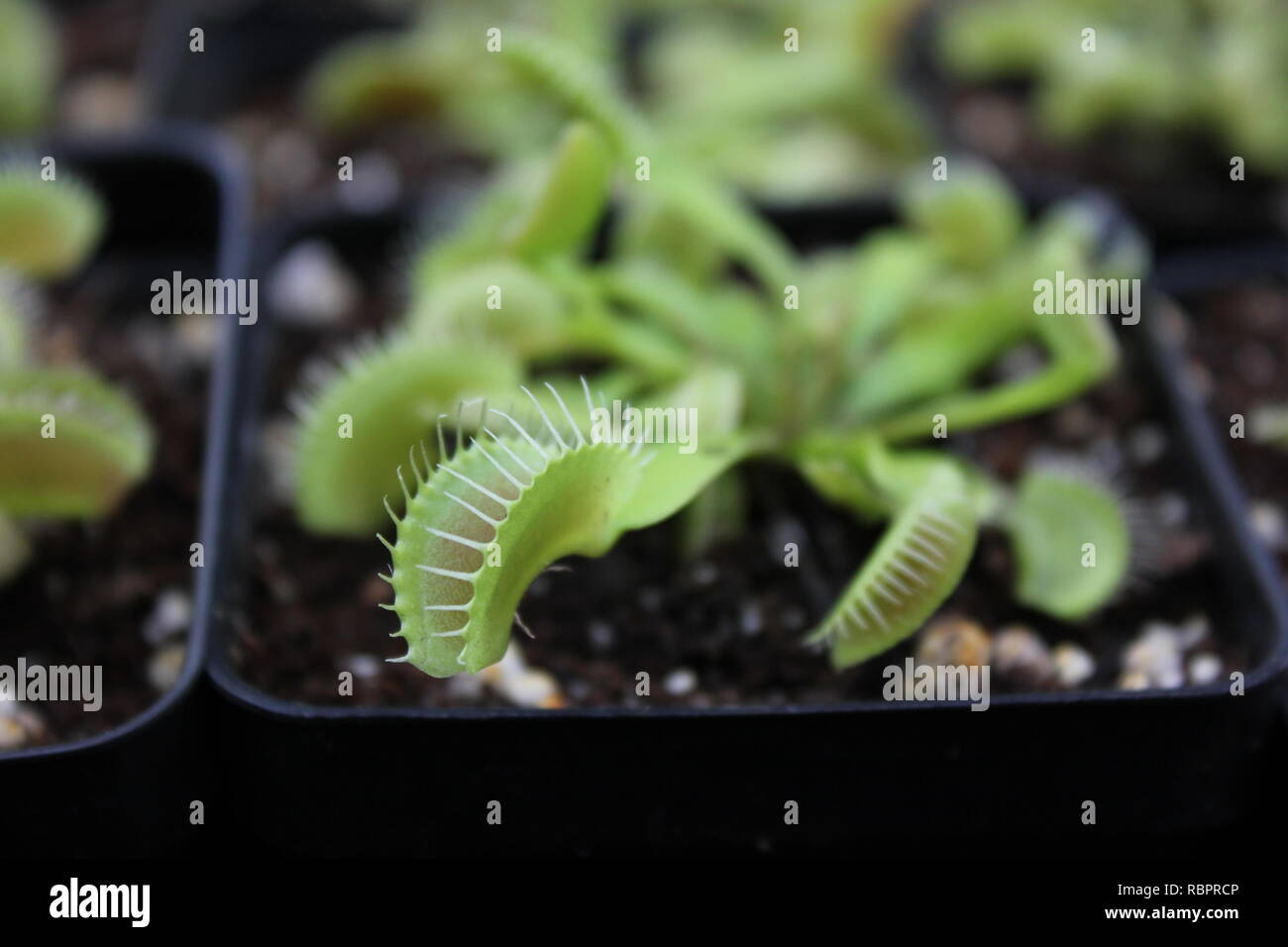 Baby Venere Fly Trap piante, Dionaea muscipula, che cresce nel prato soleggiato. Foto Stock