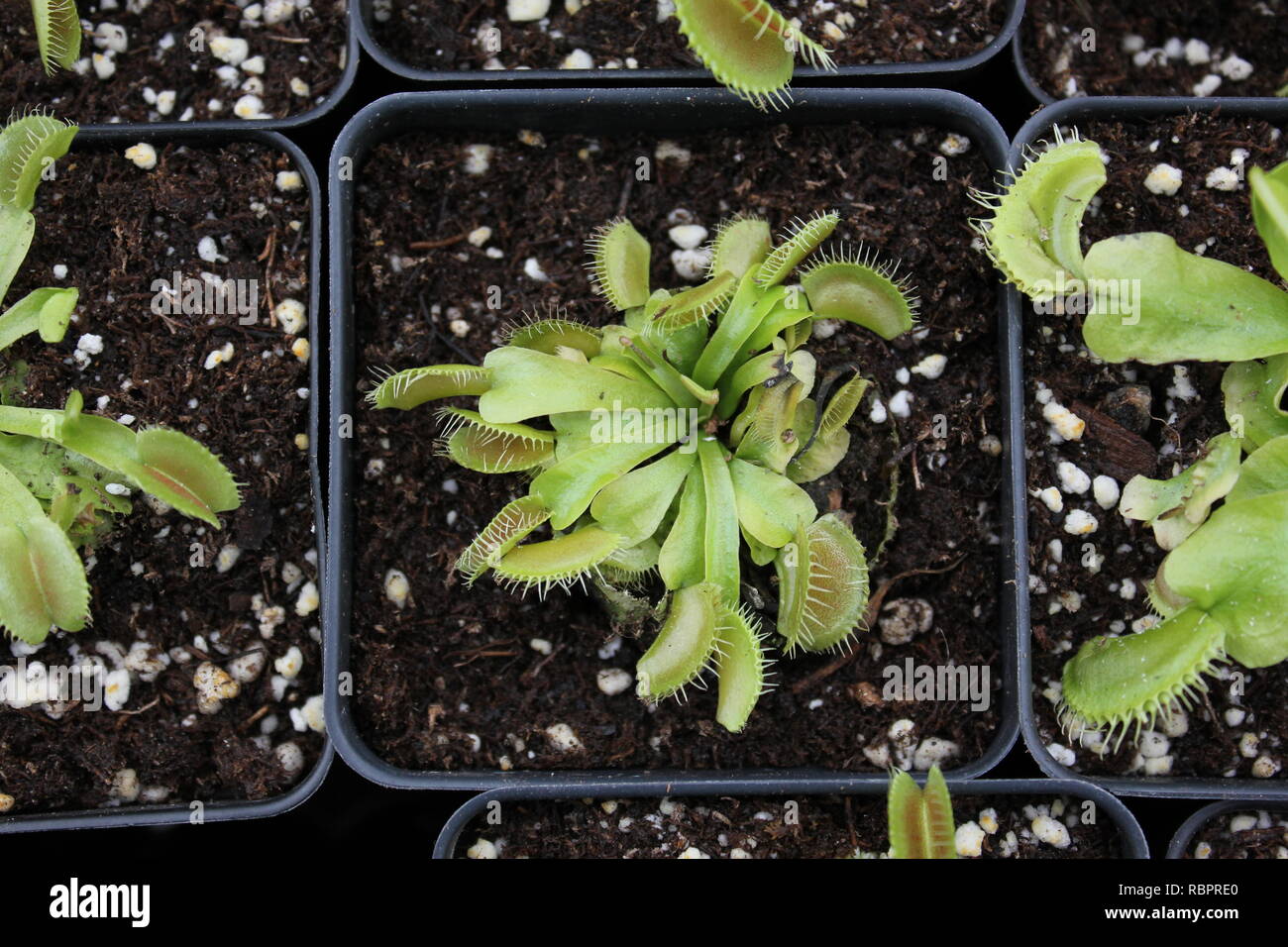 Baby Venere Fly Trap piante, Dionaea muscipula, che cresce nel prato soleggiato. Foto Stock
