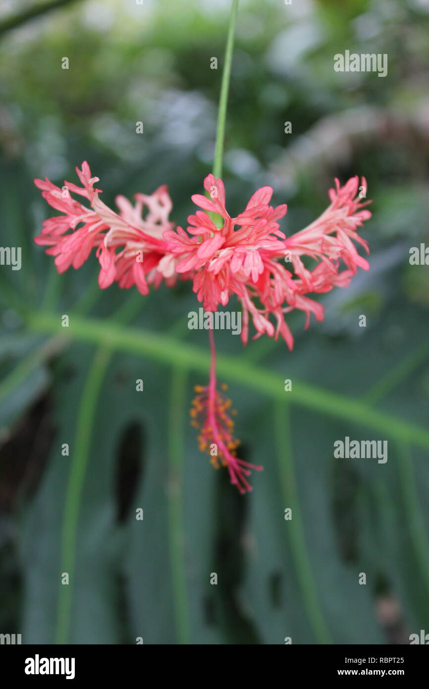 Hibiscus schizopetalus, rosmarino frangiato, lanterna giapponese, ibisco di corallo, e hibiscus ragno che cresce nel prato soleggiato. Foto Stock