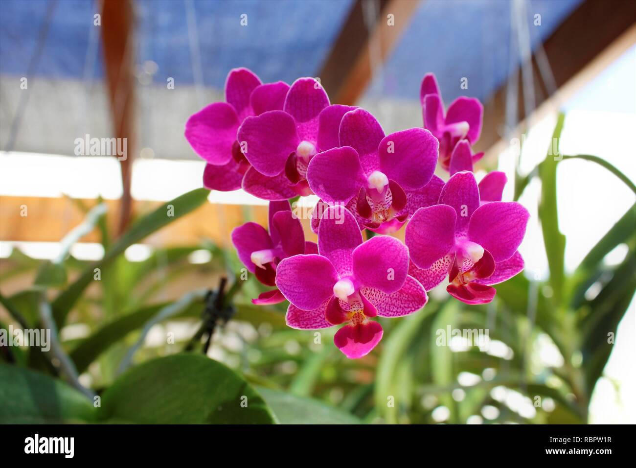 Flor Orquídeas Phaleanopsis Roxa. Foto Stock