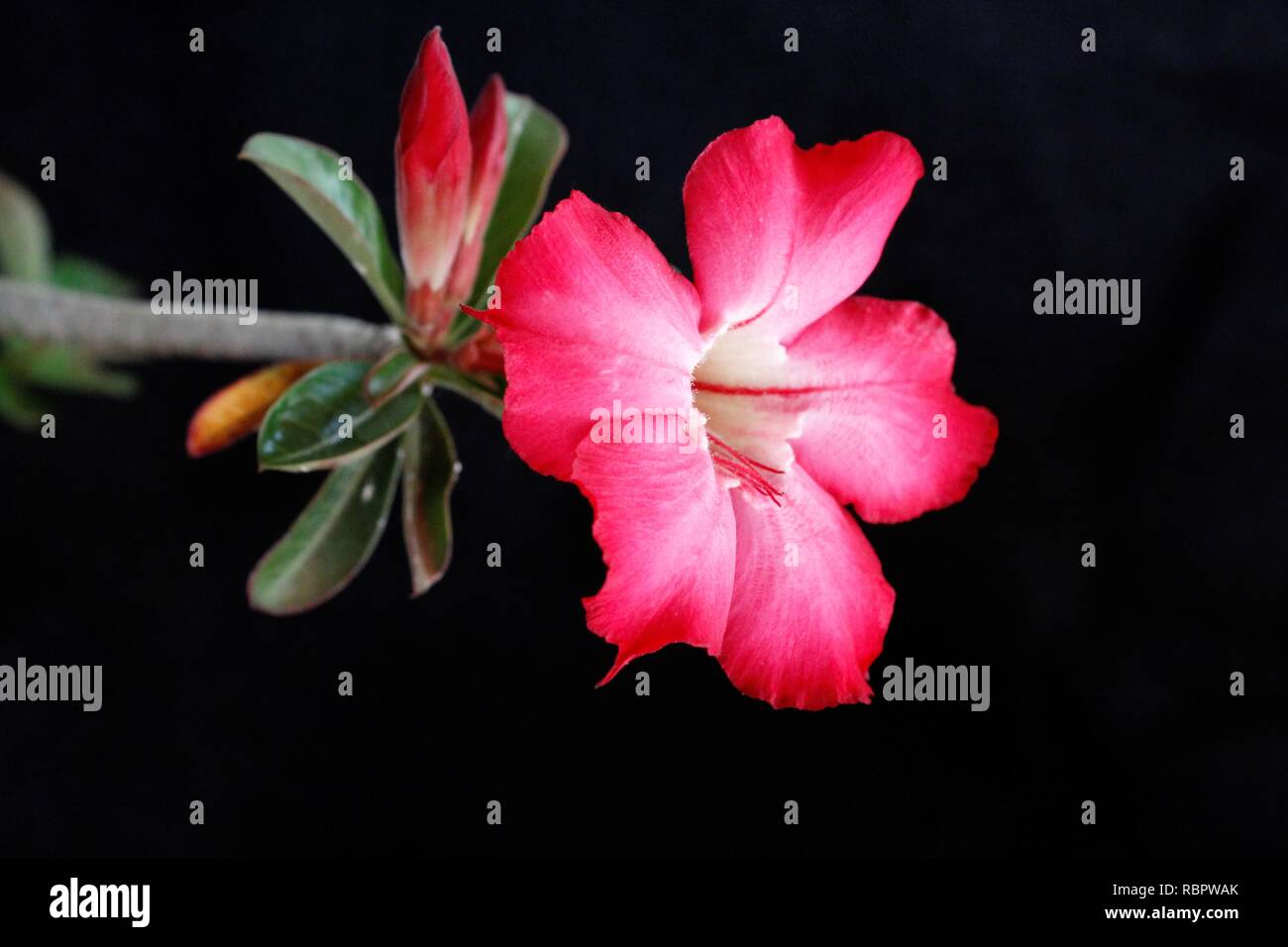 Flor rosa-do-Deserto Vermelha. Foto Stock