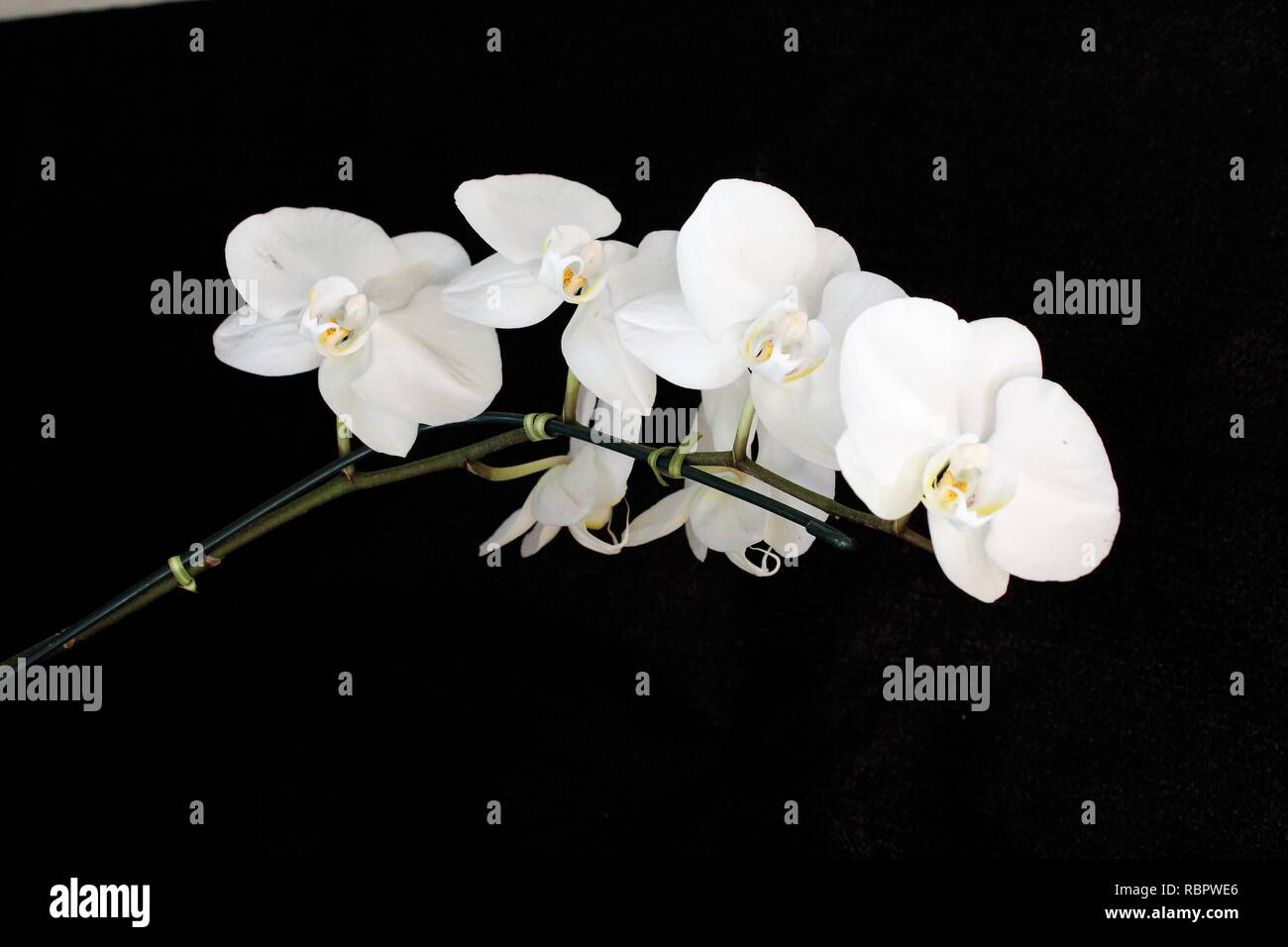 Flor Orquídeas Phalaenopsis Branca. Foto Stock