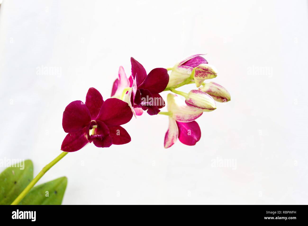 Per Orquídeas Denphal Roxa. Foto Stock
