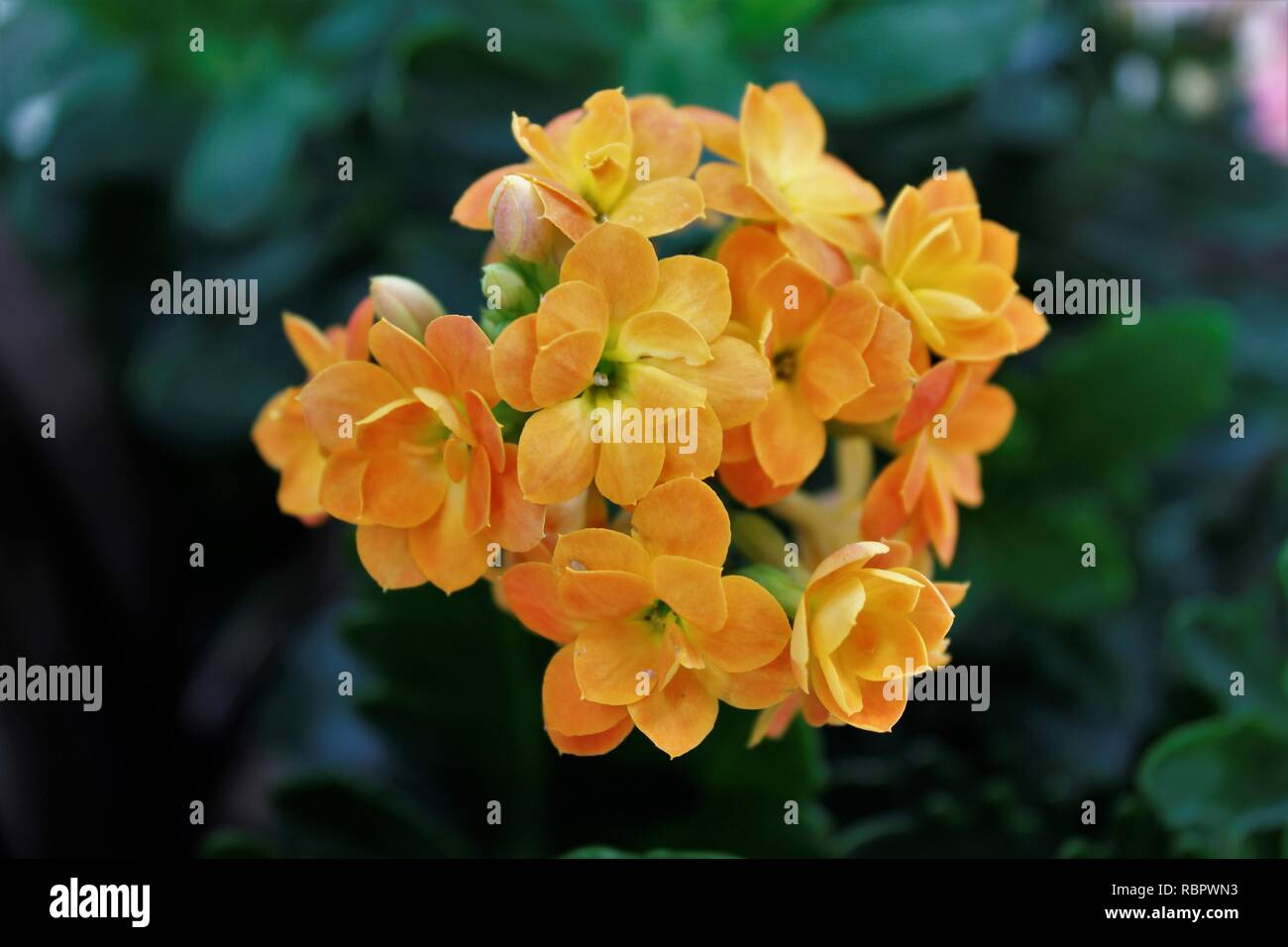 Flor Calandiva em Vaso Amarela. Foto Stock