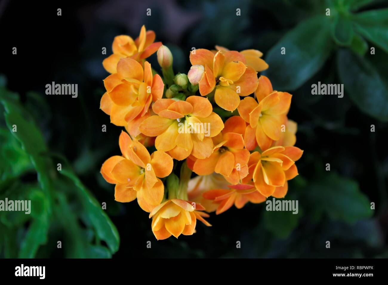 Flor Calandiva em Vaso Amarela. Foto Stock