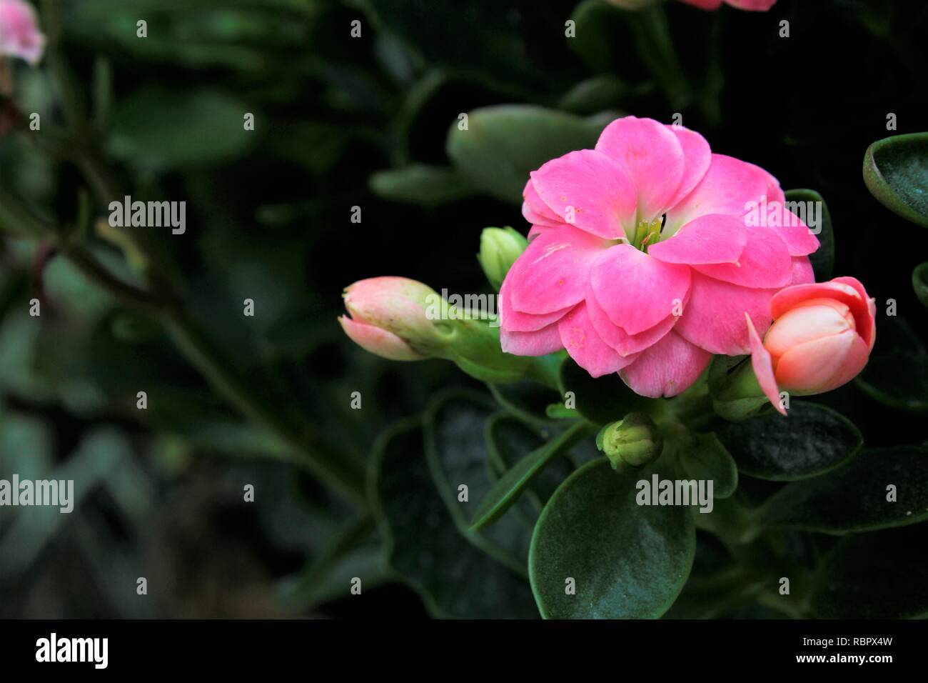 Flor de Jardins Calandiva Rosa em vaso. Foto Stock