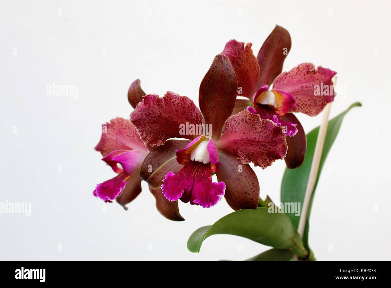 Flor Orquídeas Cattleya Tatarown para jardins e Orquidários. Foto Stock