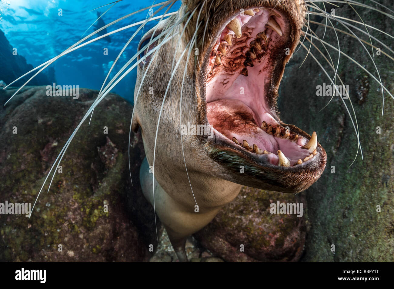 Il leone marino della California con bocca aperta Foto Stock
