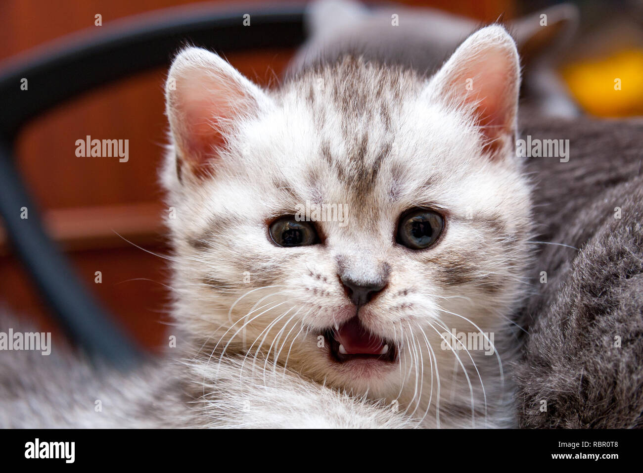 Il muso di un buffo British gattino che guarda a sorpresa per la fotocamera con la bocca aperta Foto Stock