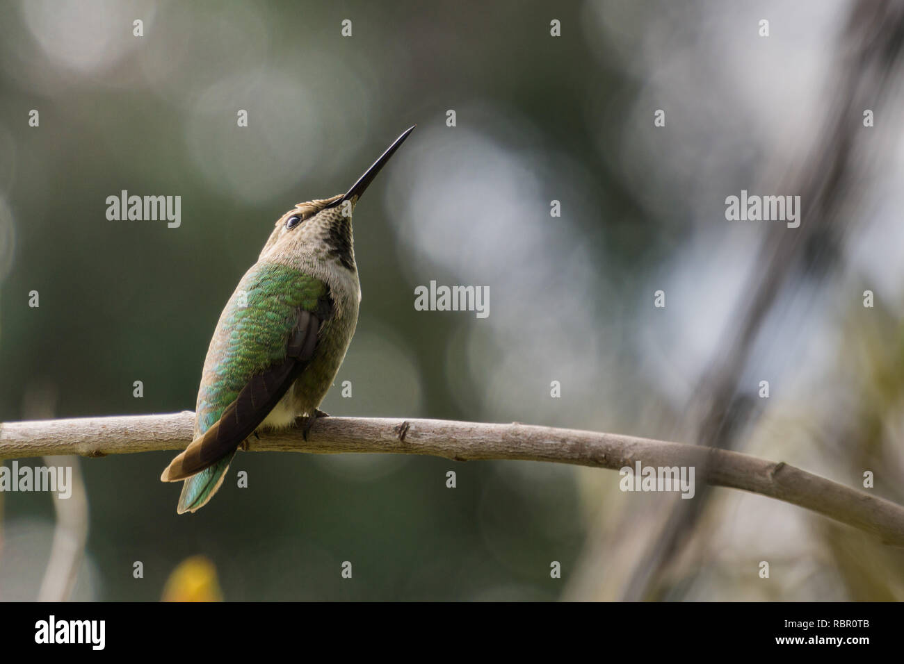 Anna's Hummingbird su un sfondo astratto, California Foto Stock
