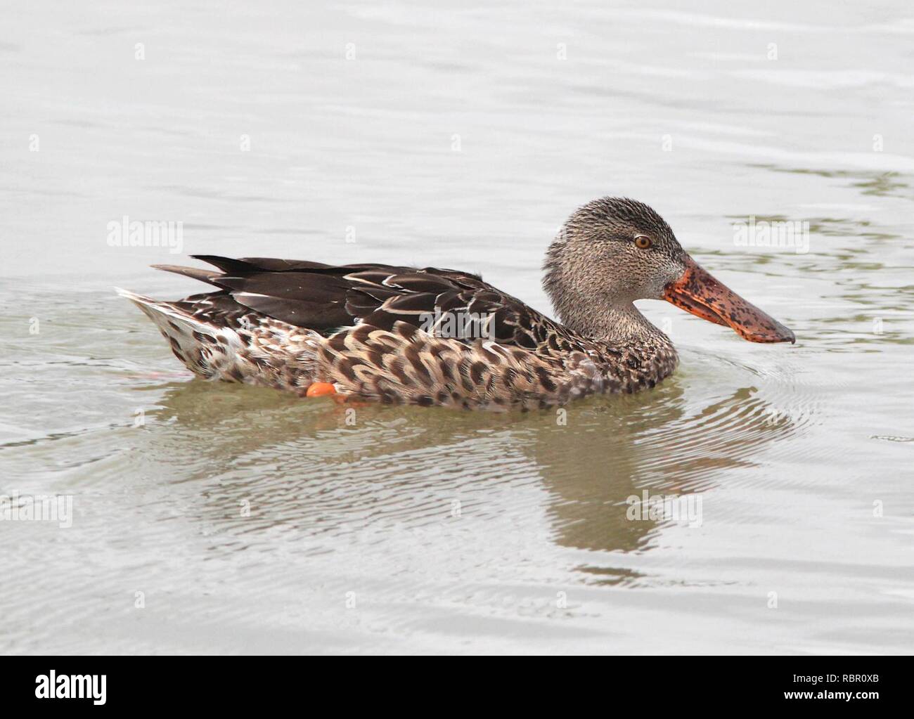 034 - NORTHERN MESTOLONE (2-27-12) estero llano grande, weslaco, TX (2) (8712329876). Foto Stock