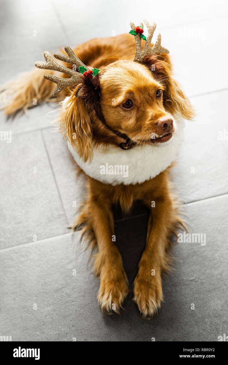 Spaniel-mixed-razza cane con corna a Natale si trova su piastrelle grigie Foto Stock