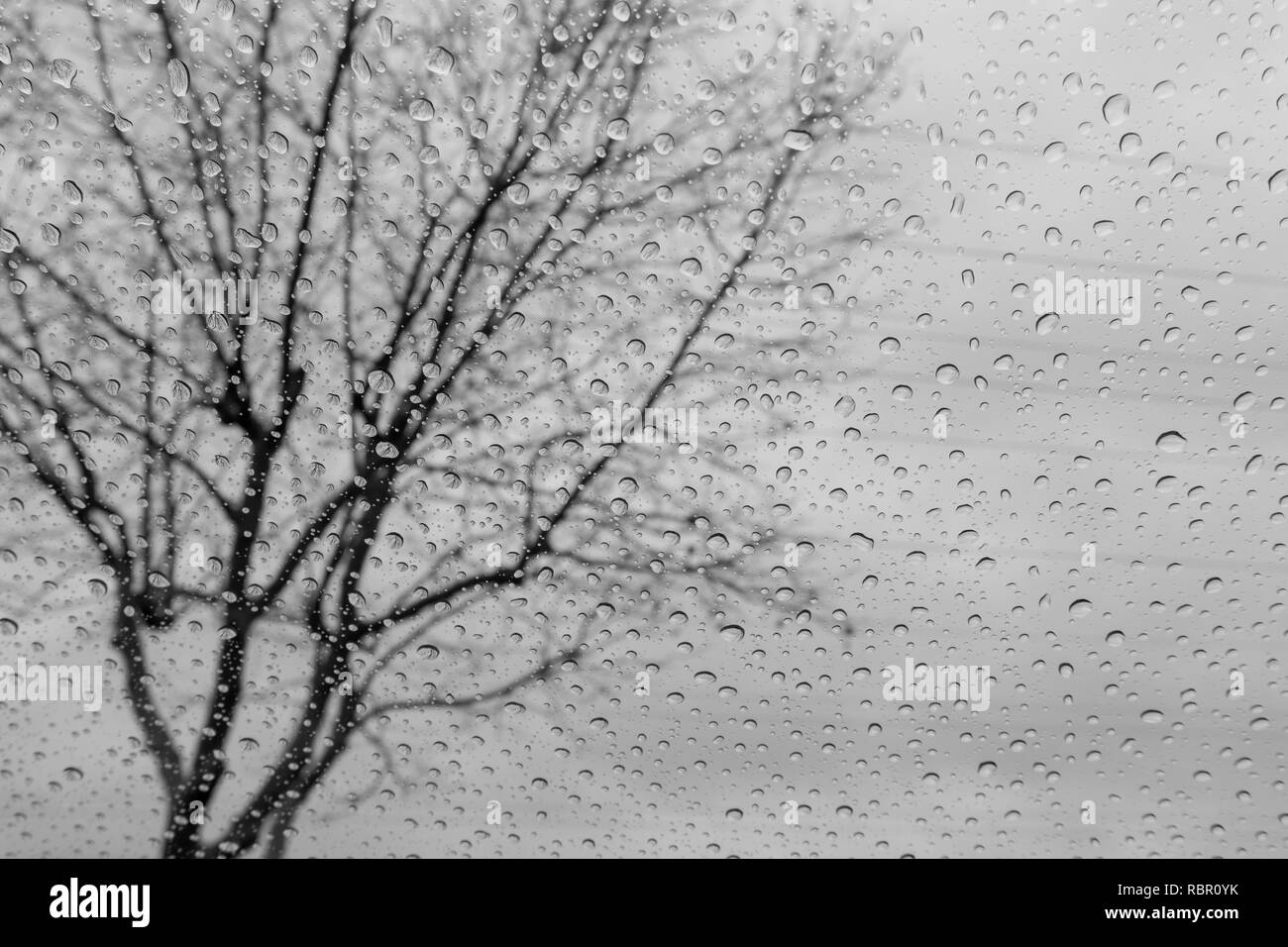 Gocce di pioggia sulla finestra; albero sfocata in background; profondità di campo; in bianco e nero Foto Stock