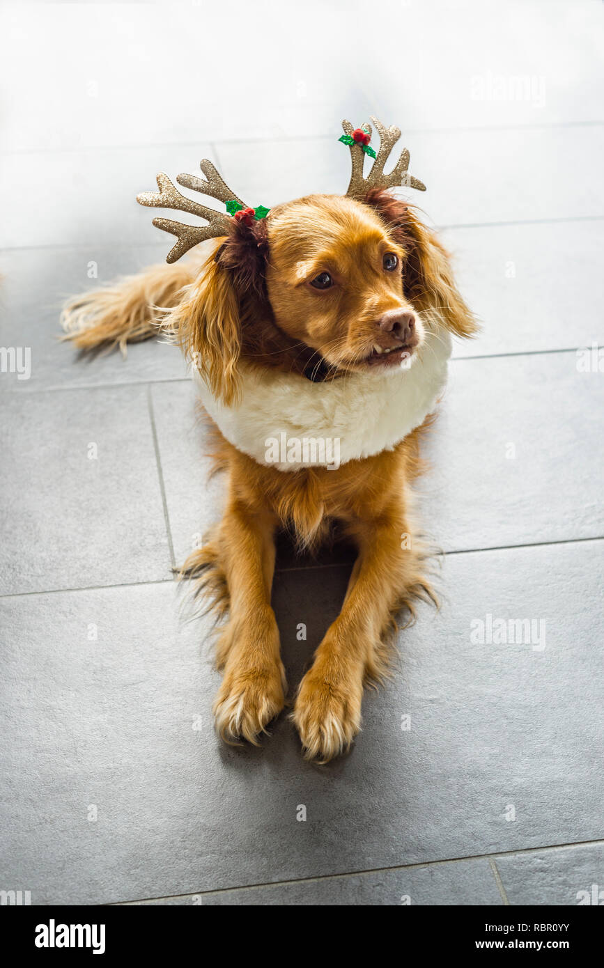 Spaniel-mixed-razza cane con corna a Natale si trova su piastrelle grigie Foto Stock