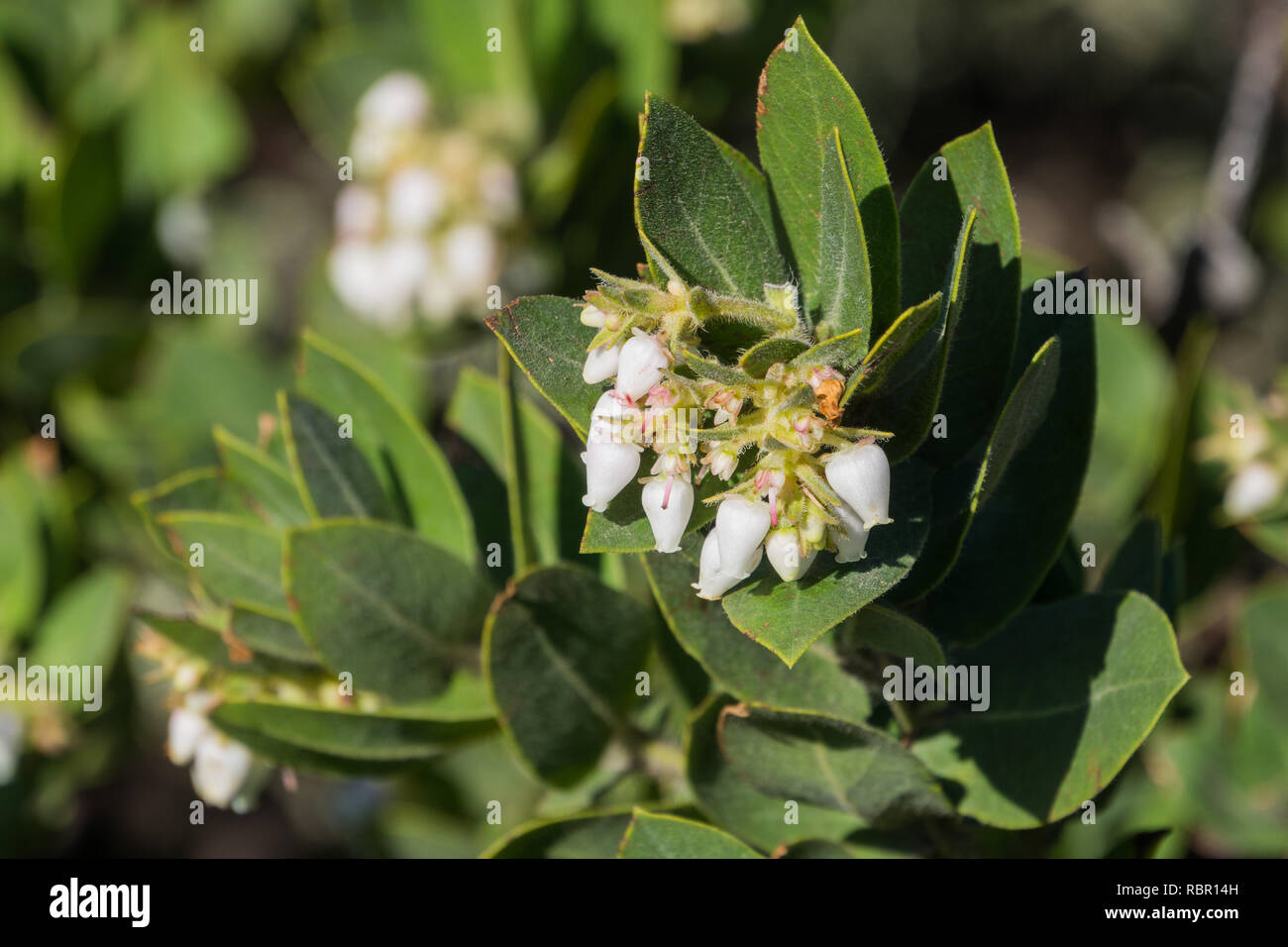 Woollyleaf manzanita (Arctostaphylos tomentosa) fiori, California. Foto Stock