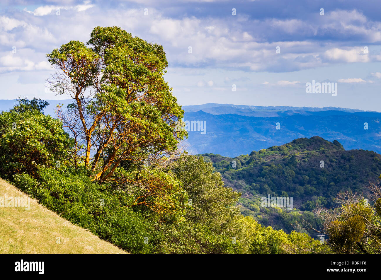 Madrone tree (Arbutus menziesii) sulle colline di Sonoma County, Sugarloaf Ridge State Park, California Foto Stock