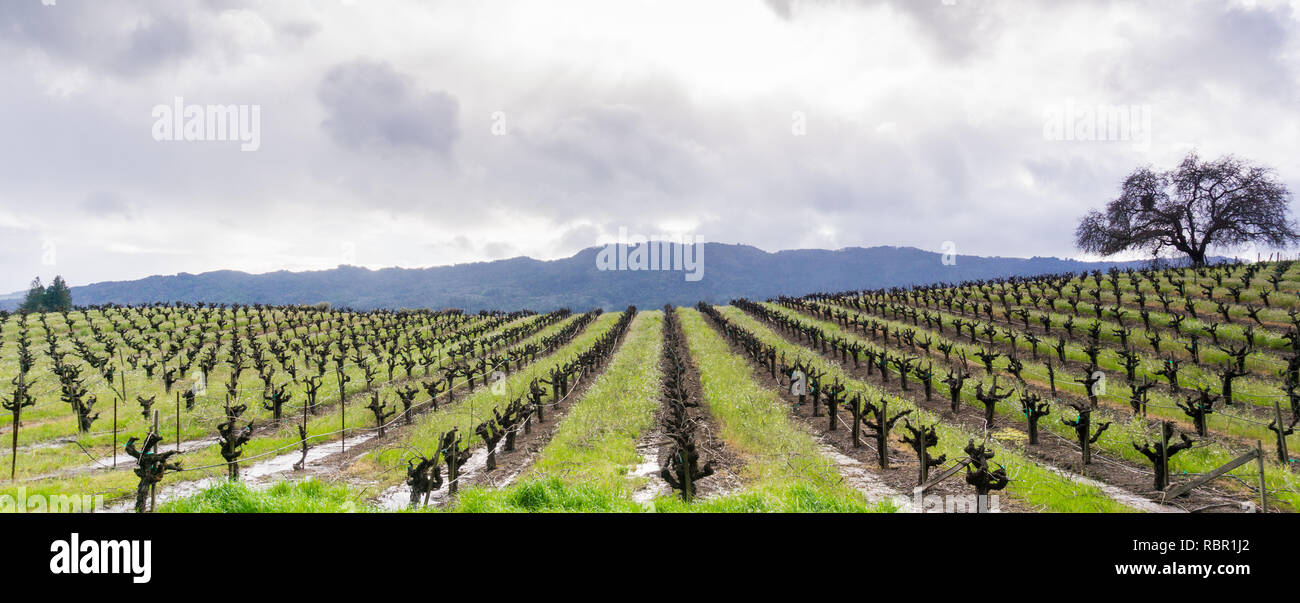 Vista panoramica di un vigneto di Sonoma Valley all'inizio della primavera, California Foto Stock