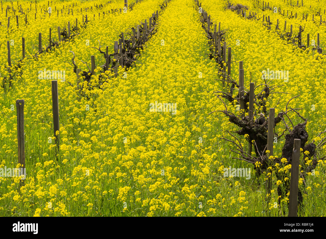 Campo di senape selvatica in fiore con un vigneto in primavera, Sonoma Valley, California Foto Stock