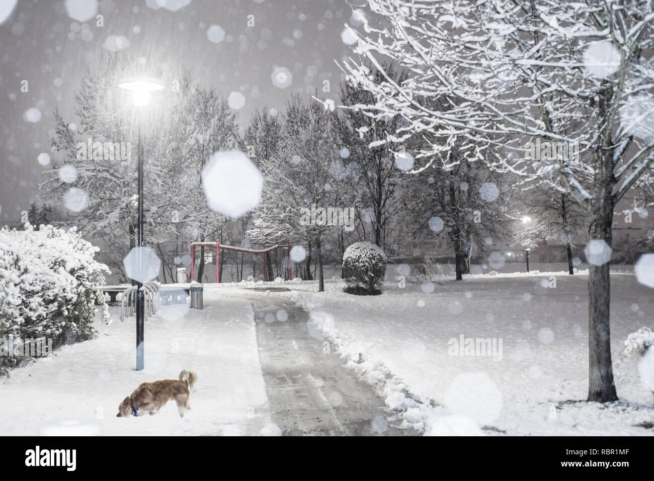 Passeggiate con il cane in un parco innevato di notte con caduta di neve e fiocchi di neve con retroilluminazione, Germania Foto Stock
