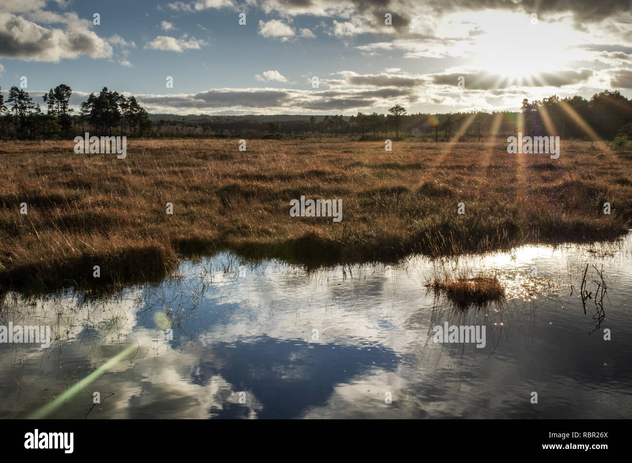 Bella giornata invernale in Thursley natura comune di riserva nel Surrey, Inghilterra Foto Stock