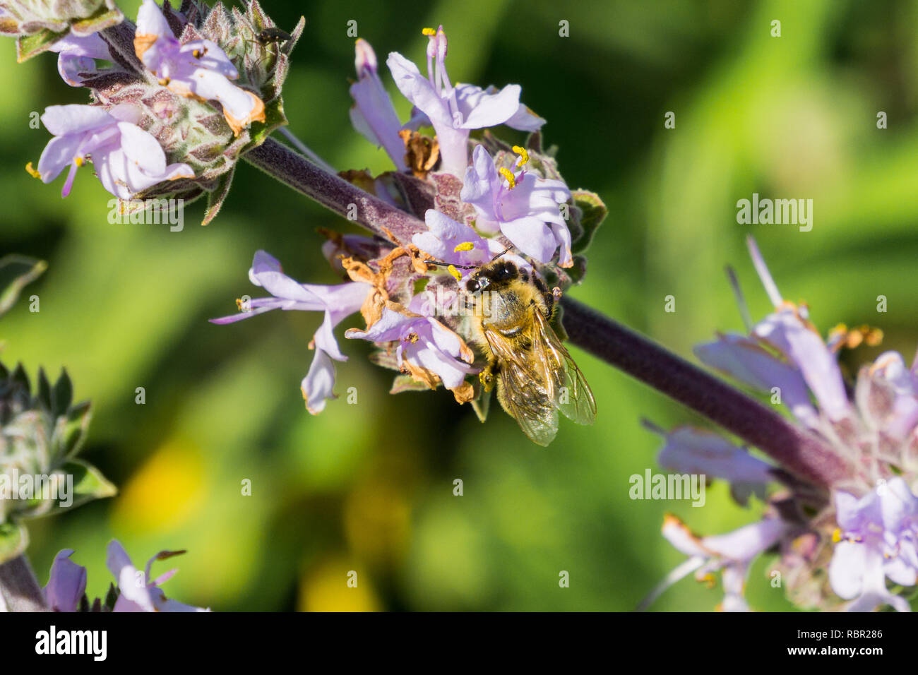 Il miele delle api raccogliendo il nettare da Cleveland salvia (Salvia clevelandii) fiori in primavera, California Foto Stock